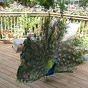 Picture 017